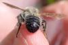 Megachile willughbiella